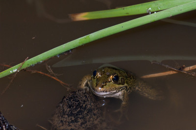 佩雷斯的青蛙Pelophylax perezi在池塘里。