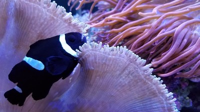 带海葵的小斑马鱼