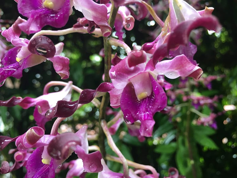 石斛杂交兰花花植物