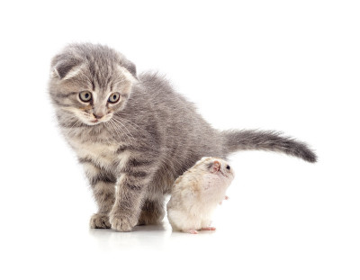 小猫和仓鼠。
