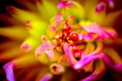 花盛开