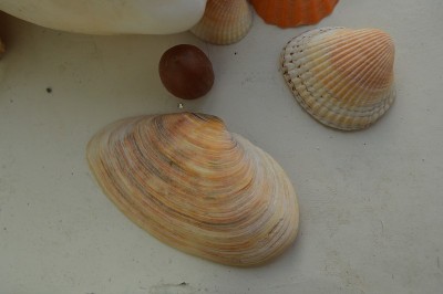 海洋的组成和海洋贝壳的特写