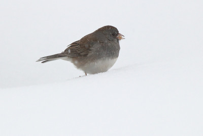 雪中的黑眼Junco