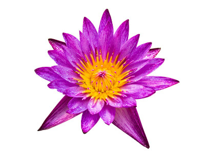 紫色的莲花孤立