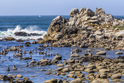 岩石上的海鸥