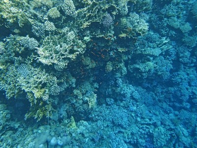 有珊瑚和热带鱼的水下世界