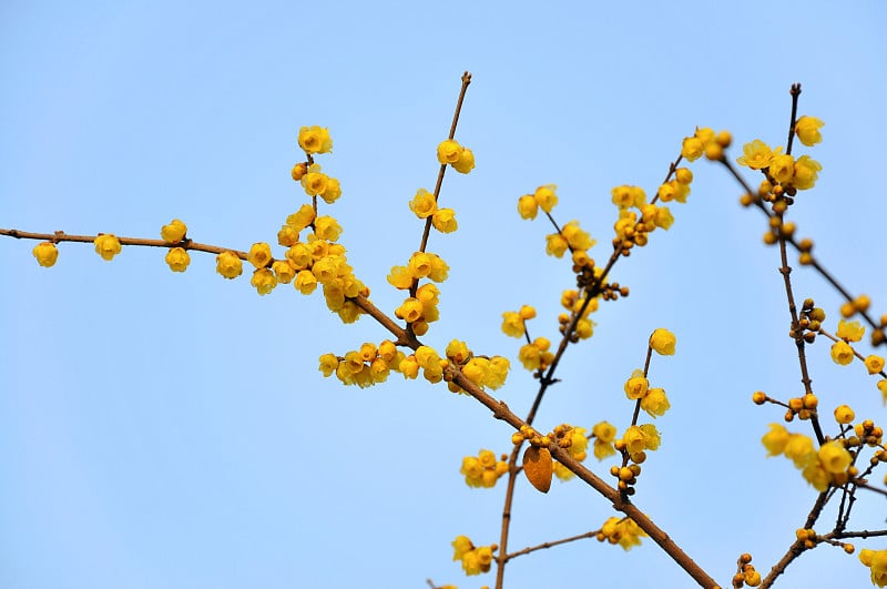 梅花花的关闭