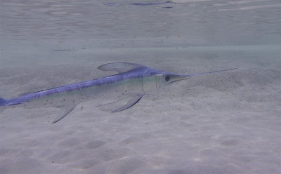 剑鱼在海