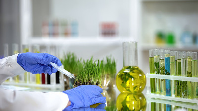 生物学家试验向麦草注射化肥，开发农药