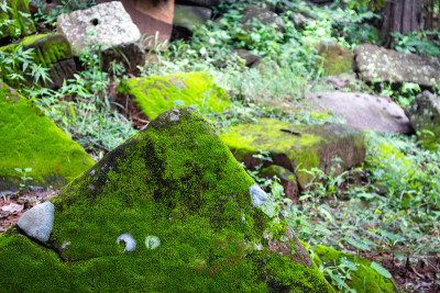 苔藓