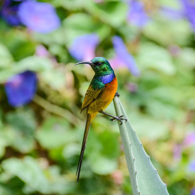 Orange-breasted太阳鸟