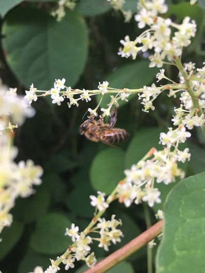 蜜蜂