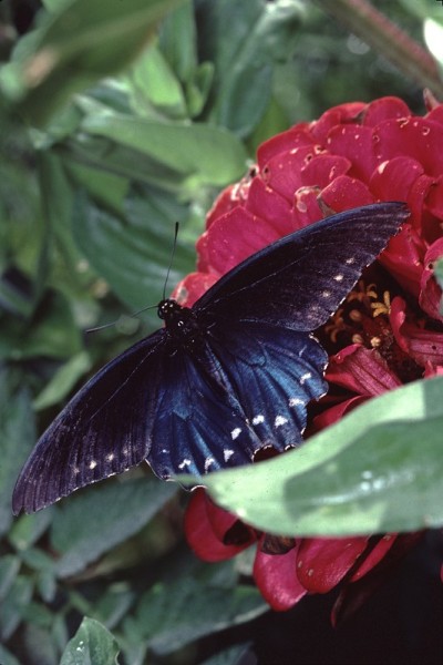 凤蝶(Papilio Troilus)