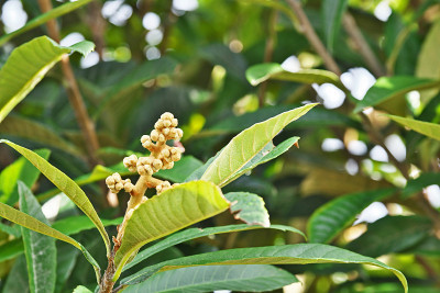 枇杷的芽
