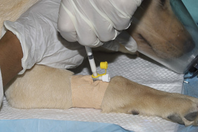 一只金色拉布拉多猎犬幼犬接受麻醉