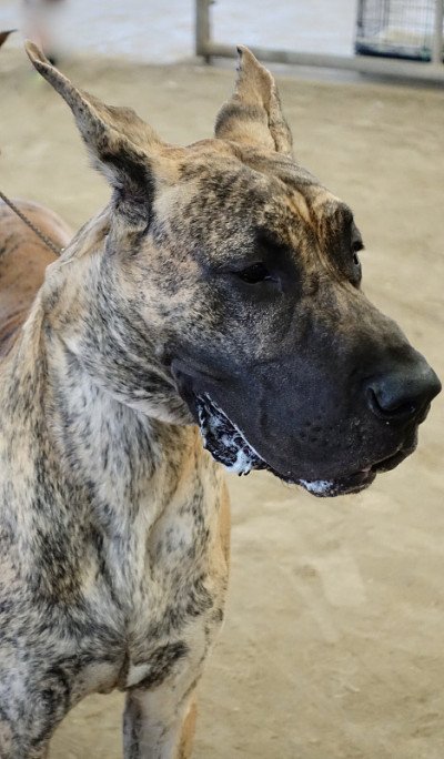 大丹犬
