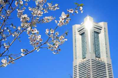 日本神奈川的横滨地标塔和樱花