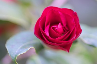 公园里的茶花展览
