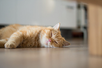可爱的小猫美国短毛睡觉