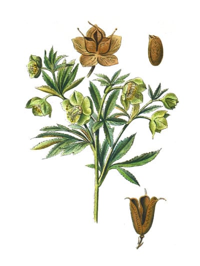 地狱草或西花蓟马。有毒的植物。手绘复古花插图。