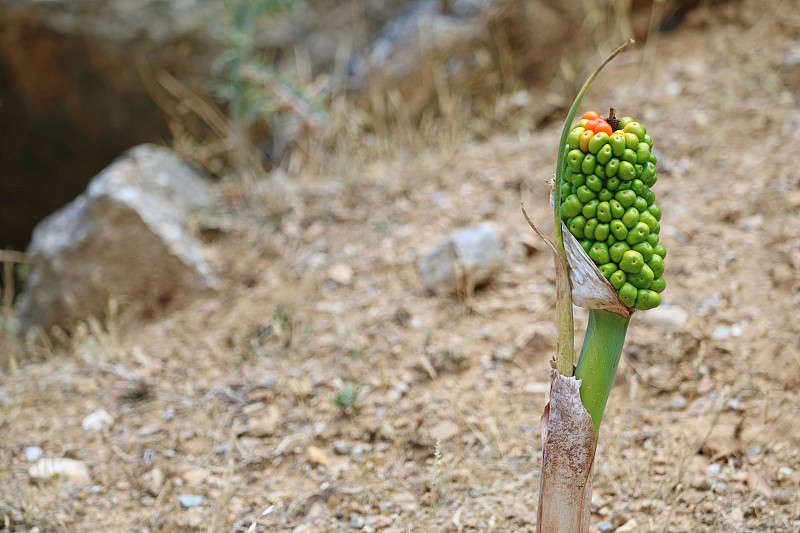 Aronstab, Arum maculatum，近距离，生长在徒步小径上的迪基奥斯山，在科斯，希腊