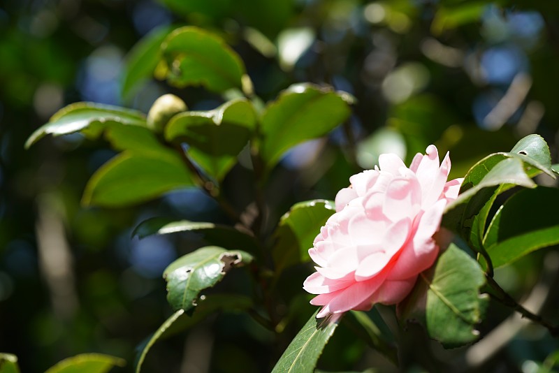 山茶花,亮粉红色