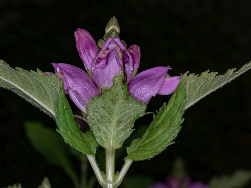 红色的草本植物的花。