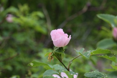 花园里盛开着粉红色的野玫瑰