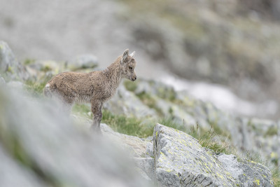 阿尔卑斯新生儿的美术肖像(卡普拉ibex)