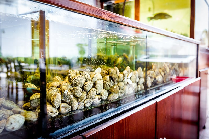 出售的贝壳，餐厅水族馆里的海蛤