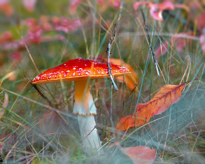 森林里的蘑菇