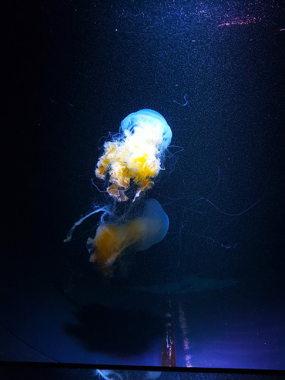 水母