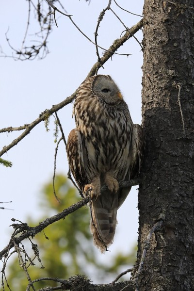 乌拉尔猫头鹰(Strix uralensis)瑞典