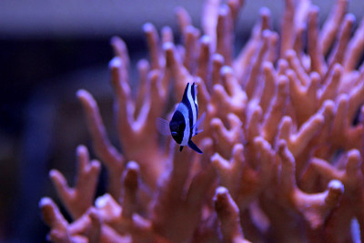 四条纹小热带鱼(Dascyllus melanurus)