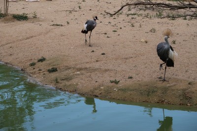 白鹤(Balearica regulorum)