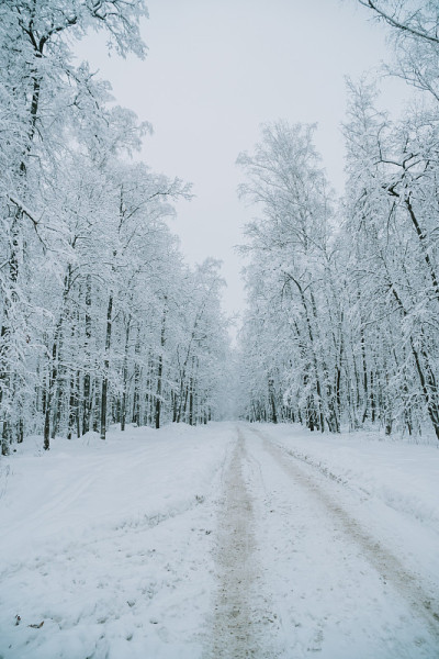 在冰雪覆盖的森林里的一条路