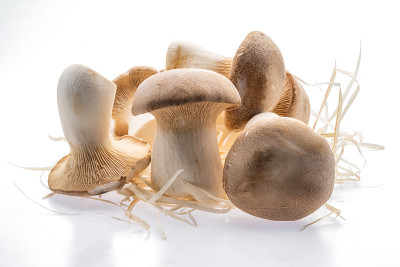 王蚝菇孤立在白色背景上。