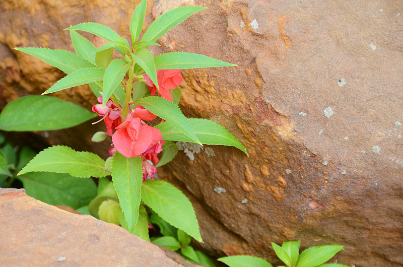 花园香脂