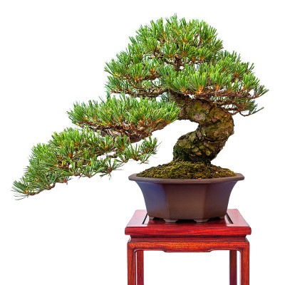 针叶树日本白松(小松)作为盆景树