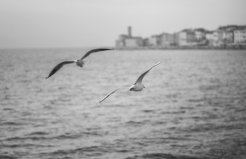 海鸥在海平面以上飞行