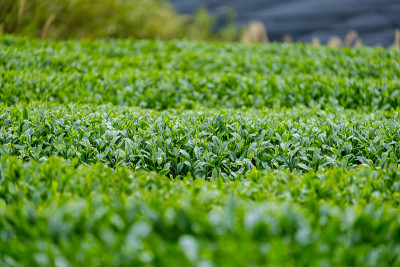 京都和冢的新鲜绿茶种植园