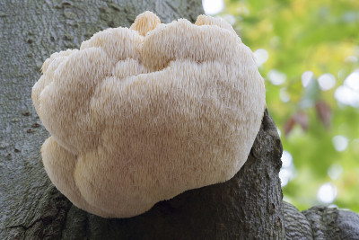 稀有的狮子鬃毛蘑菇(猴头菌)(Lage Vuursche，荷兰)