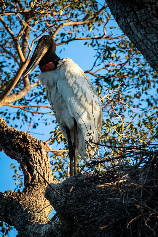 白色大鸟:Jabiru。