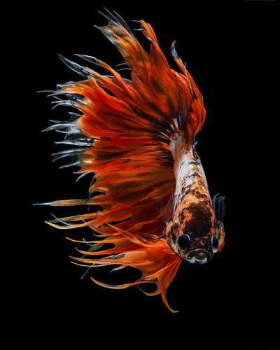 Crowntails
