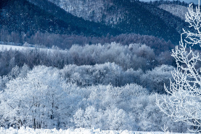 北海道富野的树木被霜覆盖。