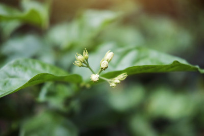 茉莉花在花园里用自然阳光照射