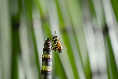 蜜蜂在prele