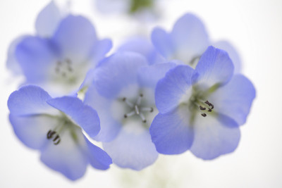 蓝色尼莫菲拉
