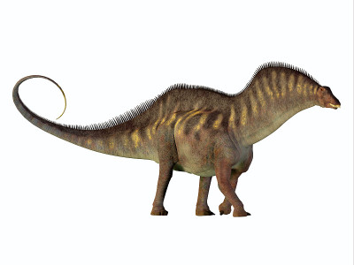Amargasaurus侧面轮廓