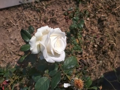 白玫瑰